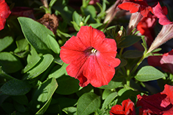 Whispers Red Petunia (Petunia 'Whispers Red') at Stonegate Gardens