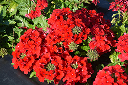 Magelana Red Verbena (Verbena 'Magelana Red') at Stonegate Gardens