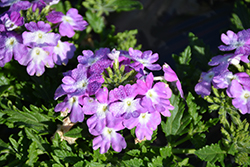 Magelana Twister Purple Verbena (Verbena 'Magelana Twister Purple') at Stonegate Gardens