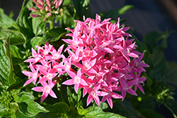 BeeBright Pink Star Flower (Pentas lanceolata 'BeeBright Pink') at Stonegate Gardens
