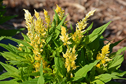 Kelos Atomic Fire Yellow Celosia (Celosia 'Kelos Atomic Fire Yellow') at Stonegate Gardens