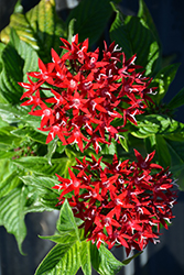 Graffiti OG Red Velvet Star Flower (Pentas lanceolata 'Graffiti OG Red Velvet') at Stonegate Gardens