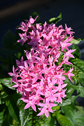 Graffiti OG Pink Star Flower (Pentas lanceolata 'Graffiti OG Pink') at Stonegate Gardens
