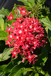 Graffiti OG Bright Red Star Flower (Pentas lanceolata 'Graffiti OG Bright Red') at Stonegate Gardens