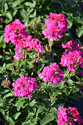 EnduraScape Magenta Verbena (Verbena 'Balendmag') at Lakeshore Garden Centres