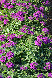 EnduraScape Purple Verbena (Verbena 'Balendurp') at Lakeshore Garden Centres