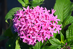 Butterfly Orchid Star Flower (Pentas lanceolata 'PAS1141432') at Lakeshore Garden Centres