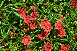 Twinklebells Red Tickseed (Coreopsis rosea 'URITW03') at Stonegate Gardens