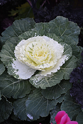 Osaka White Ornamental Cabbage (Brassica oleracea 'Osaka White') at Stonegate Gardens