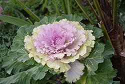 Osaka Pink Ornamental Cabbage (Brassica oleracea 'Osaka Pink') at Stonegate Gardens