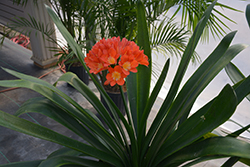 Bush Lily (Clivia x miniata) at Stonegate Gardens