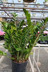 ZZ Plant (Zamioculcas zamiifolia) at Stonegate Gardens