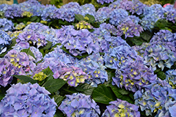Early Blue Hydrangea (Hydrangea macrophylla 'Early Blue') at Stonegate Gardens