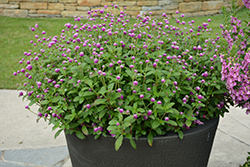Lil' Forest Sugared Plum Bachelor Button (Gomphrena 'SAKGOM005') at Lakeshore Garden Centres