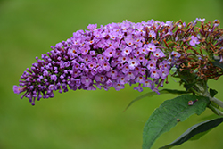 Pugster Periwinkle Butterfly Bush (Buddleia 'SMNBDO') at Lakeshore Garden Centres
