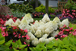 Little Lime Hydrangea (Hydrangea paniculata 'Jane') at Lakeshore Garden Centres