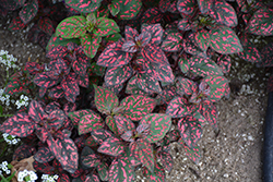 Hippo Red Polka Dot Plant (Hypoestes phyllostachya 'G14157') at Stonegate Gardens