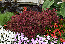 ColorBlaze Velveteen Coleus (Solenostemon scutellarioides 'Velveteen') at Stonegate Gardens