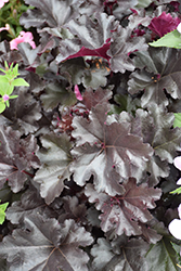 Black Pearl Coral Bells (Heuchera 'Black Pearl') at Lakeshore Garden Centres