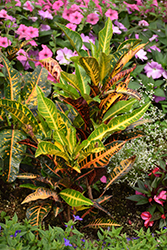 Variegated Croton (Codiaeum variegatum) at Stonegate Gardens