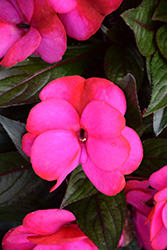 Infinity Blushing Lilac New Guinea Impatiens (Impatiens hawkeri 'Visinfblla') at A Very Successful Garden Center