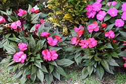 Infinity Blushing Lilac New Guinea Impatiens (Impatiens hawkeri 'Visinfblla') at Lakeshore Garden Centres