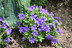 Endless Illumination Browallia (Browallia 'UNHBR12') at Lakeshore Garden Centres