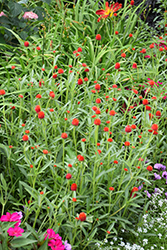 Forest Red Globe Amaranth (Gomphrena haageana 'Forest Red') at A Very Successful Garden Center