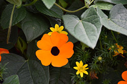 Orange A-Peel Black-Eyed Susan (Thunbergia alata 'Orange Wonder') at A Very Successful Garden Center