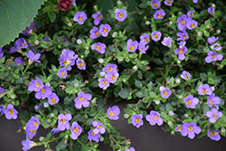 Snowstorm Blue Bacopa (Sutera cordata 'Snowstorm Blue') at Lakeshore Garden Centres