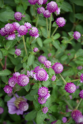 Lil' Forest Sugared Plum Bachelor Button (Gomphrena 'SAKGOM005') at Stonegate Gardens