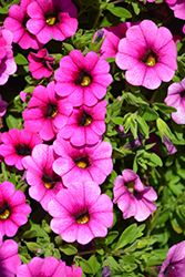 Colibri Pink Calibrachoa (Calibrachoa 'Colibri Pink') at Stonegate Gardens