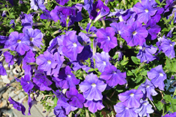 Cascadias Blue Omri Petunia (Petunia 'Cascadias Blue Omri') at Stonegate Gardens