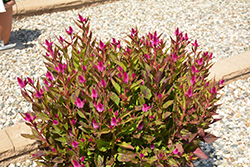 Intenz Classic Celosia (Celosia 'Spitenz') at Lakeshore Garden Centres