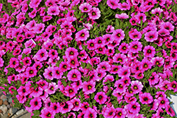 Colibri Pink Calibrachoa (Calibrachoa 'Colibri Pink') at Stonegate Gardens