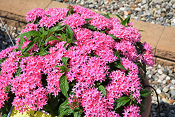 Lucky Star Pink Star Flower (Pentas lanceolata 'PAS1096468') at Stonegate Gardens