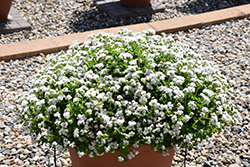 Bumble White Flossflower (Ageratum 'Wesagbuwhi') at Wallitsch Nursery And Garden Center