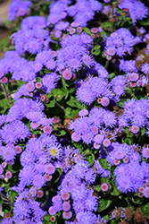 Bumble Blue Flossflower (Ageratum 'Wesagbubl') at Stonegate Gardens