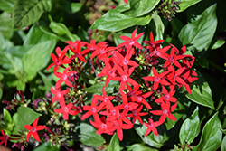 Falling Star Red Star Flower (Pentas lanceolata 'Falling Star Red') at Stonegate Gardens