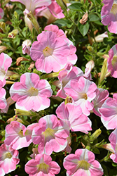 Surfinia Heartbeat Petunia (Petunia 'Surfinia Heartbeat') at Lakeshore Garden Centres