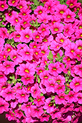 Million Bells Compact Brilliant Pink Calibrachoa (Calibrachoa 'Million Bells Compact Brilliant Pink') at Stonegate Gardens