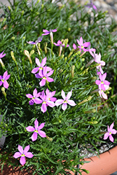 FIZZ N POP Pretty in Pink Isotoma (Isotoma axillaris 'Tmli 1401') at Stonegate Gardens