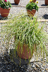 Little Miss Maiden Grass (Miscanthus sinensis 'Little Miss') at Stonegate Gardens