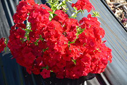 Intensia Red Hot Annual Phlox (Phlox 'DPHLOX911') at Stonegate Gardens