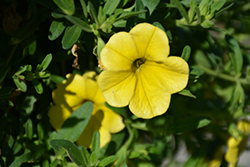 MiniFamous Neo Deep Yellow Calibrachoa (Calibrachoa 'MiniFamous Neo Deep Yellow') at Stonegate Gardens