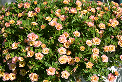 MiniFamous Double Compact Rose Chai Calibrachoa (Calibrachoa 'KLECA11226') at Stonegate Gardens