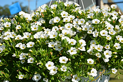 MiniFamous Compact White Calibrachoa (Calibrachoa 'MiniFamous Compact White') at Lakeshore Garden Centres