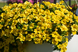Conga Deep Yellow Calibrachoa (Calibrachoa 'Balcongdel') at Wallitsch Nursery And Garden Center
