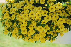 Conga Deep Yellow Calibrachoa (Calibrachoa 'Balcongdel') at Wallitsch Nursery And Garden Center