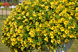 Cabaret Deep Yellow Calibrachoa (Calibrachoa 'Balcabdepy') at Lakeshore Garden Centres